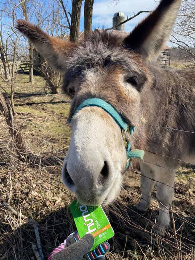 Energy Gels - Original